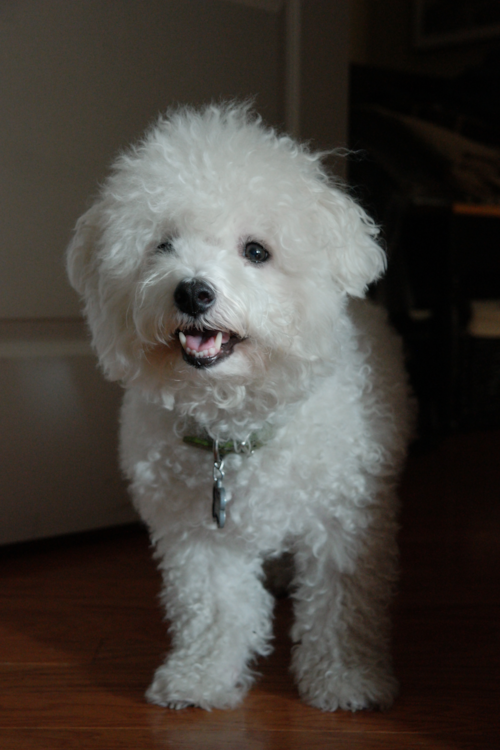 adult bichon frise dog